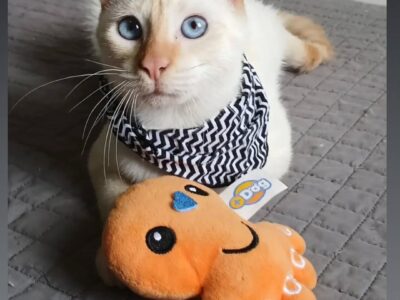 Pense em bichinho GATO!!!