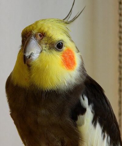 Pássaros