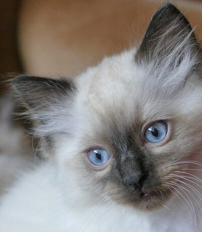 Gatos