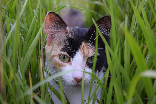 Pense em bichinho GATO!!!